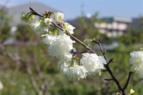 平地種梅樹|平地種植梅花品種選擇與台農花梅1 號 (純香)